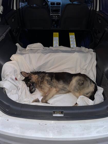 El perro estaba inconsciente, había perdido mucha sangre.