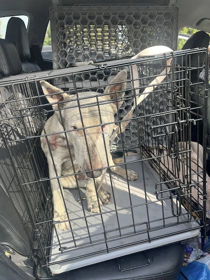 El perro estaba lastimado y cubierto de aceite de motor.