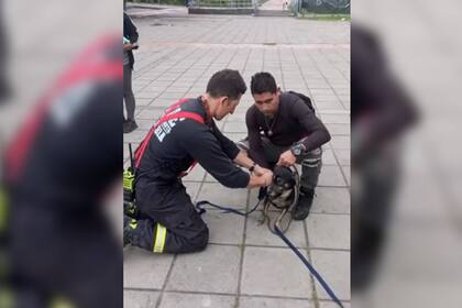 El perro fue adoptado tras ser rescatado (Captura video)