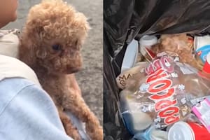 El perro fue encontrado en un contenedor de basura público (Captura: @oscarthepoodle2025)