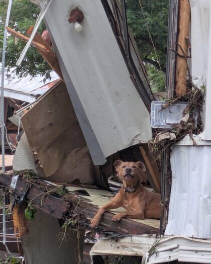 El perro fue hallado solo y atemorizado, pero los rescatistas no se rindieron (Foto: Facebook/Austin Pets Alive!)
