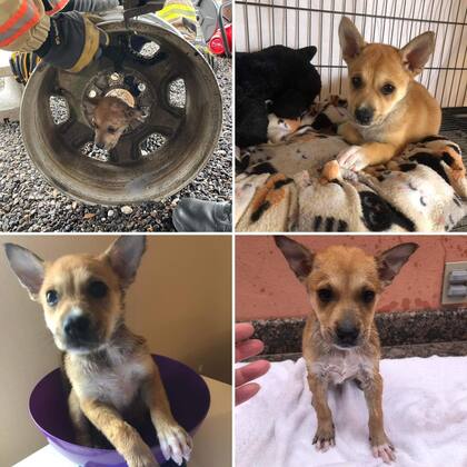 El perro fue liberado y resguardado por una asociación animalista