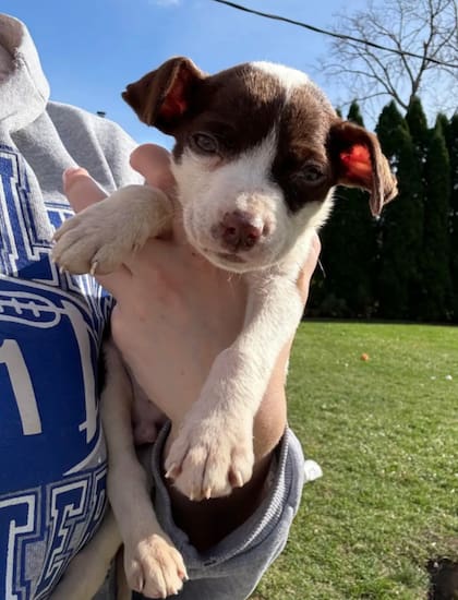 El perro fue rescatado de inmediato debido a su mal estado de salud (Foto: The Dodo)