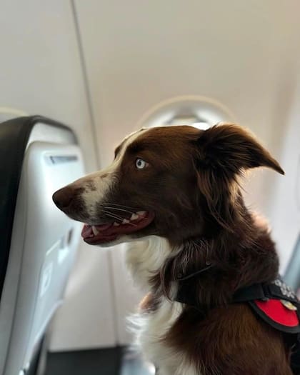 El perro guía o asistencia es el que acompaña, conduce y auxilia a las personas con discapacidad (Foto: Instagram @soyde4patas)