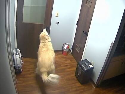 El perro Houdini fue noticia por su capacidad de abrir puertas con la boca