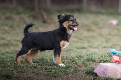 El perro Howart obtuvo el último lugar (Foto: Pixabay)