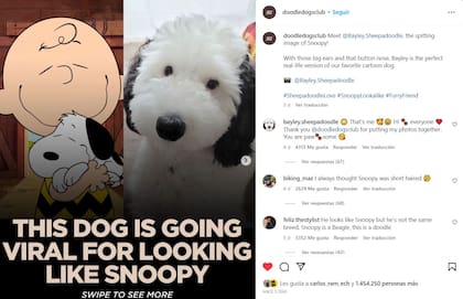 El perro idéntico a Snoopy se volvió viral en redes sociales