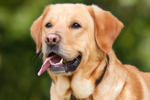 El perro labrador es un fiel amigo
