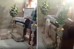 El perro logró dar su último adiós a su amo y enterneció a todos los presentes