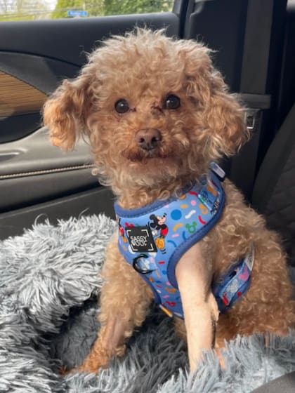 El perro logró emprender un camino de recuperación de su salud (Foto: The Dodo)