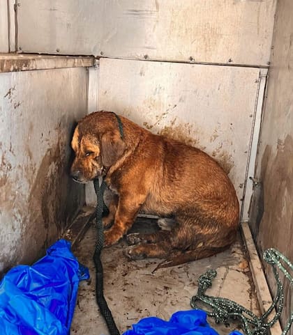 El perro luchó para sobrevivir durante casi dos días tratando de mantener su cabeza por encima de las aguas residuales.