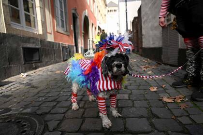 El perro "Lucky" luce un disfraz en el Carnaval en Colonia, Alemania