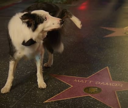 El perro Messi hizo pis a la estrella de Matt Damon