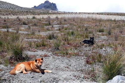 Un rastreador con GPS permitió la localización del ejemplar del perro cantor de Nueva Guinea