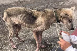 Rescate: la conmovedora recuperación de un perro casi muerto por maltrato