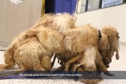 El perro no podía desplazarse por la cantidad de pelo que cargaban