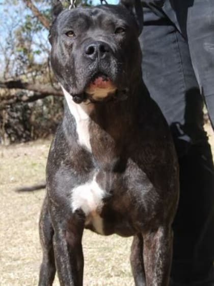 El perro Pampa Argentino tiene su origen en la provincia de Córdoba
