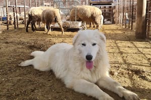 Cría perros de élite que cuidan a las ovejas y son la única barrera contra pumas y perros salvajes