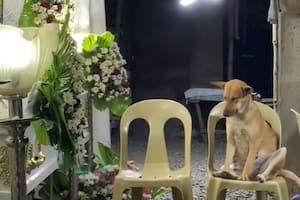 Un perro fue al funeral de su dueña y su reacción se volvió viral