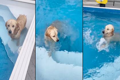 El perro que se volvió viral (Foto: Twitter @showmundialshow)