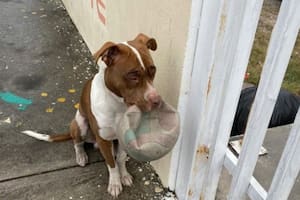 El perro que se volvió viral por querer jugar con los niños de una escuela