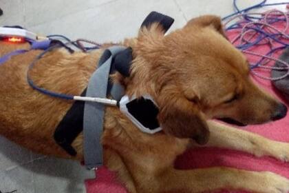 El perro, que tiene entre cinco y seis años, está haciendo fisioterapia para recuperar la funcionalidad de su patita izquierda