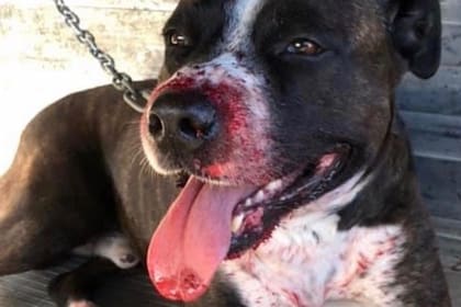 El perro quedó gravemente herido y ahora su dueña recauda fondos para una cirugía reconstructiva que le permita comer sin dificulades