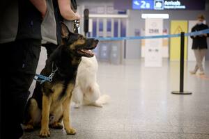 ¿Papel clave? Finlandia despliega perros detectores del virus en un aeropuerto