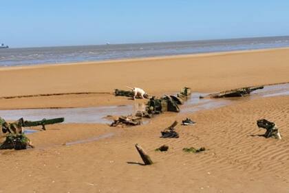 El perro Robbie tambié disfrutó de curiosear los restos del Beau hallados en la playa de Cleethorpes