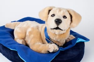 El perro robot que funciona como apoyo emocional para personas que lo necesitan (Foto: Tombot)