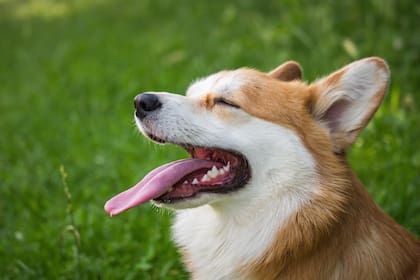 El perro saca la lengua como señal de tranquilidad o sumisión en algunos casos
