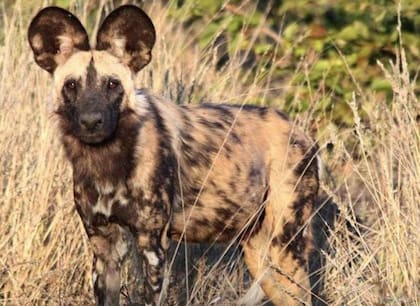 El perro salvaje de Botswana figura entre las especies de carnívoros africanos que tienen una parte de su área de distribución en peligro