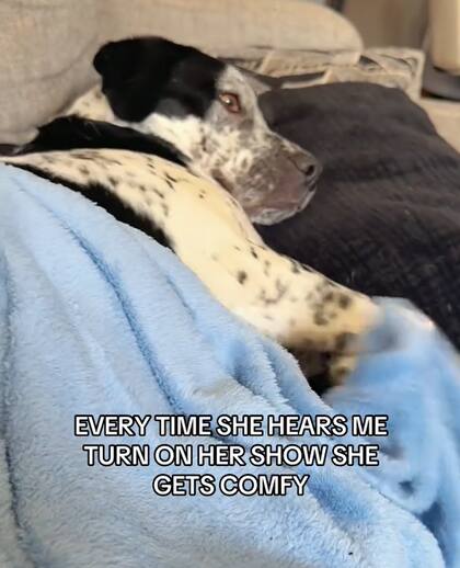 El perro se acomodó para disfrutar de la televisión (Captura: @evietheintern)