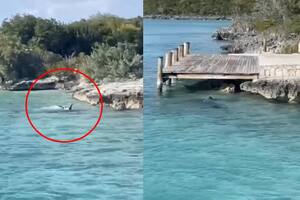 Estaban de excursión en Las Bahamas y vieron una pelea entre un perro y un tiburón martillo