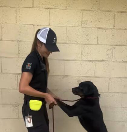 El perro se calmaba cuando lo tomaban de las patas delanteras (Foto: Orange County Animal Services)