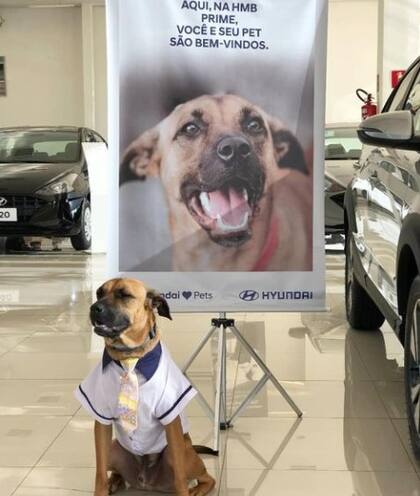 El perro se convirtió en una estrella de Instagram.