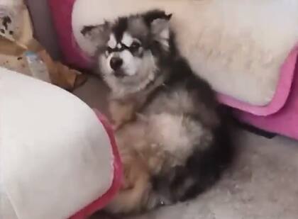 El perro se encontraba junto a un grupo de beagles que estaban siendo usados para pruebas (Foto: The Dodo)