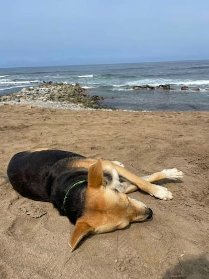 El perro se llama Vaguito y está al cuidado de la comunidad cercana a la playa.