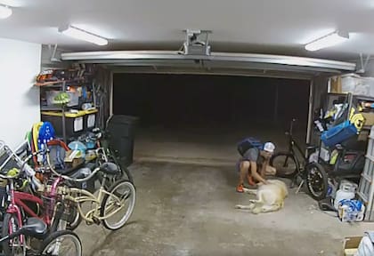 El perro se rindió ante el atracador