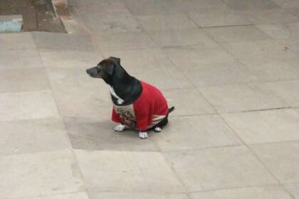 El perro se sentó fuera del hospital para esperar a su dueño