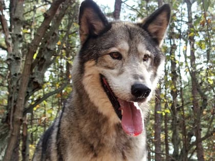 El perro siberiano se caracteriza por su pelaje y docilidad