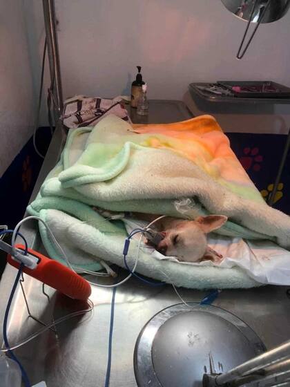 El perro sobrevivió de milagro