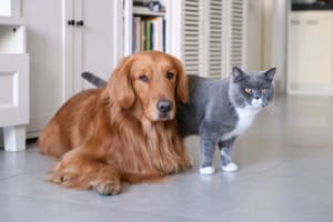 El perro suele comer caca de gato, pero esto podría ser peligroso: ¿Por qué?