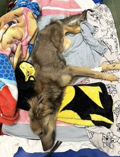 El perro sufrió sepsis pero gracias a los cuidados pudo recuperarse