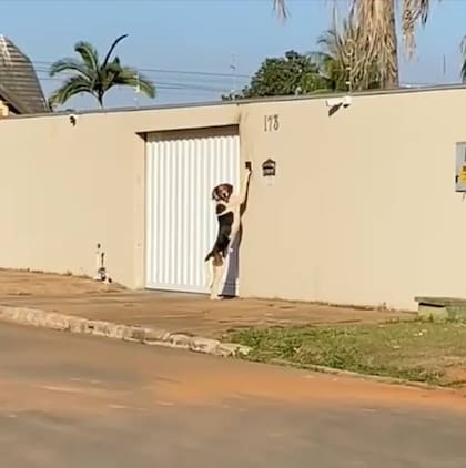 El perro tocando el timbre de la casa