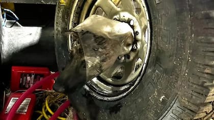 El perro travieso metió su cabeza en una llanta y quedó trabado; su dueño pidió ayuda a los bomberos