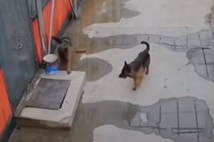 El increíble gesto de un perro con otro que estaba atrapado: el video se viralizó