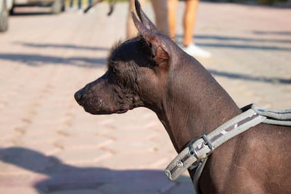 El perro Xoloitzcuintle es adorado en México