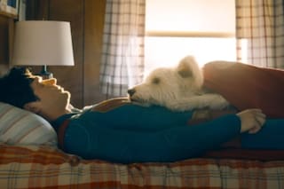 De qué raza es el perro de Superman, Krypto