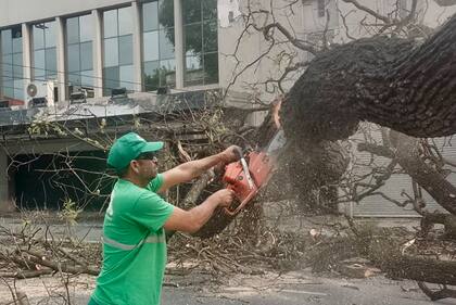 El personal del GCBA tuvo que cortar árboles caídos en la Ciudad.